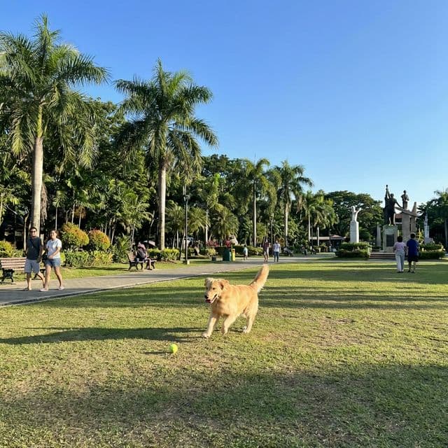 Golden retriever portrait