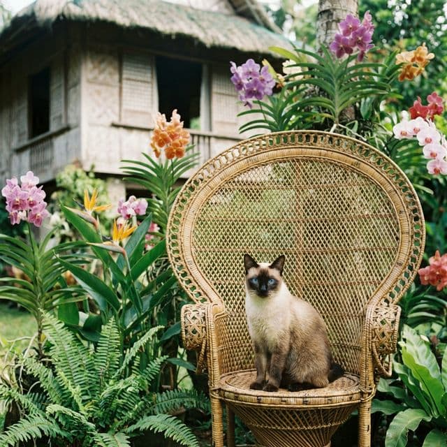 Siamese cat portrait